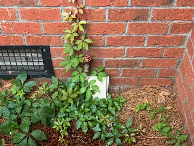 Obstructed Dryer Vent