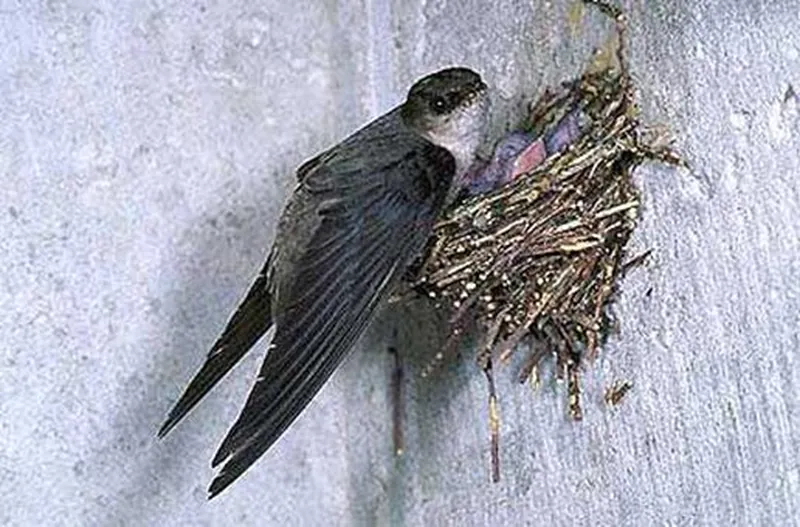 Chimney Swifts 2019