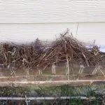 birds